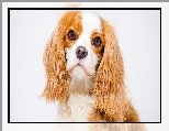 Szczeniak, Portret, Cavalier king charles spaniel